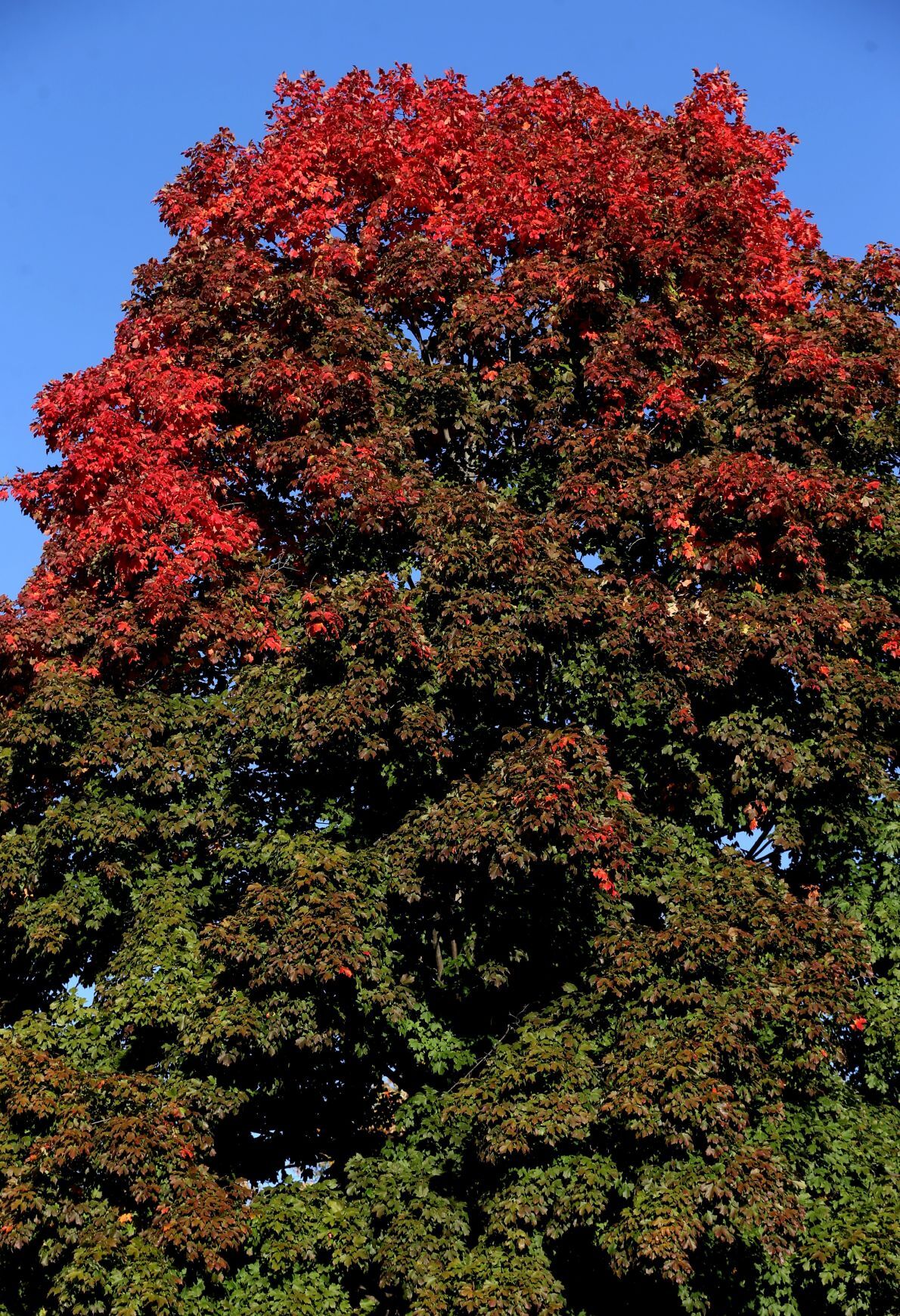 Turning from red to green